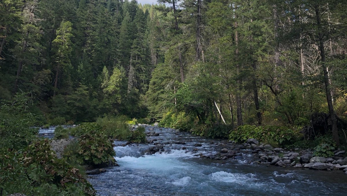 PacificForest's tweet photo. Landscape scale #restoration and #conservation of forested #watersheds is a multi-benefit approach proposed in #AB2693 from @AsmRichardBloom.  Read PFT's president Laurie Wayburn's @sfchronicle OpEd.

📷: PFT Staff/Upper McCloud River 

https://t.co/cmmmRldP9x

#healthywatersheds https://t.co/FERwvR7IWu