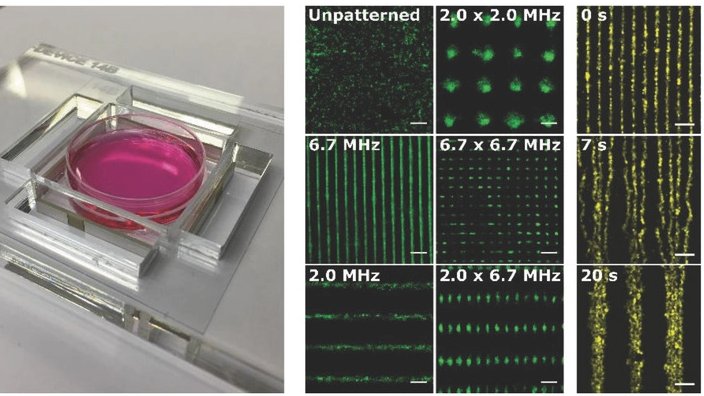 The possibilities for this are endless! I worked with  @sonic_bruce and his team to make these patterning devices - they are easy to use and compatible with normal cell culture. By tuning the ultrasound properties we can make all sorts of different cell patterns!