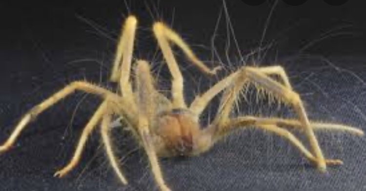 استفسار
تم إيجاد نفس هذه الحشرة بحجم كبير جدًا بـ صحار
ماذا تسمى وهل تعتبر سامة؟
@Suhar_Mun