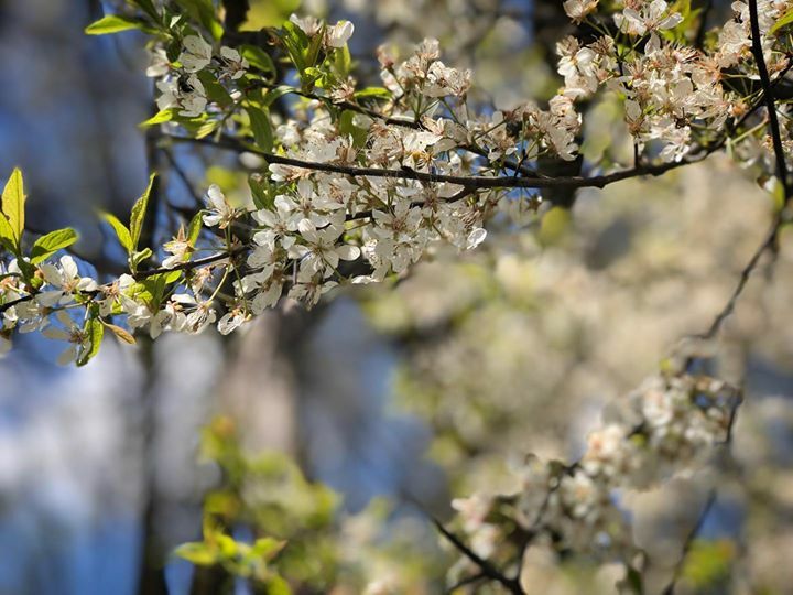 VTCreates's tweet photo. Resurrecting Reveries

#floral #nature #blossom #bloom #flowers #trees #sky #beauty #outdoors #love #dream #vision #thirdeye #seeeverything #stilllife #stilllifephotography #perspective #view #art #instagood #nofilter #coverart #framing #vogue #americana #greatoutdoors #expl… https://t.co/mEL0aB5tkQ