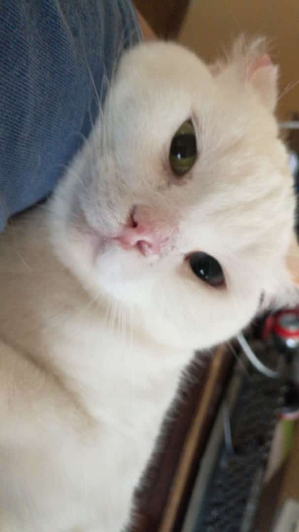 Obandov's tweet photo. Gütina gatita mimada, te quiero un mundo https://t.co/ULX5PP7GkF