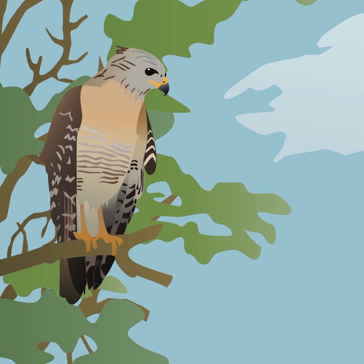 IAN_UMCES's tweet photo. This time of year is great for observing raptors such as this red-shouldered hawk. These birds live in wet forests & can often be found perched near bodies of water.
#symbol #vectorsymbol #scicomm #wildlifewednesday https://t.co/mtXbDgNY3U