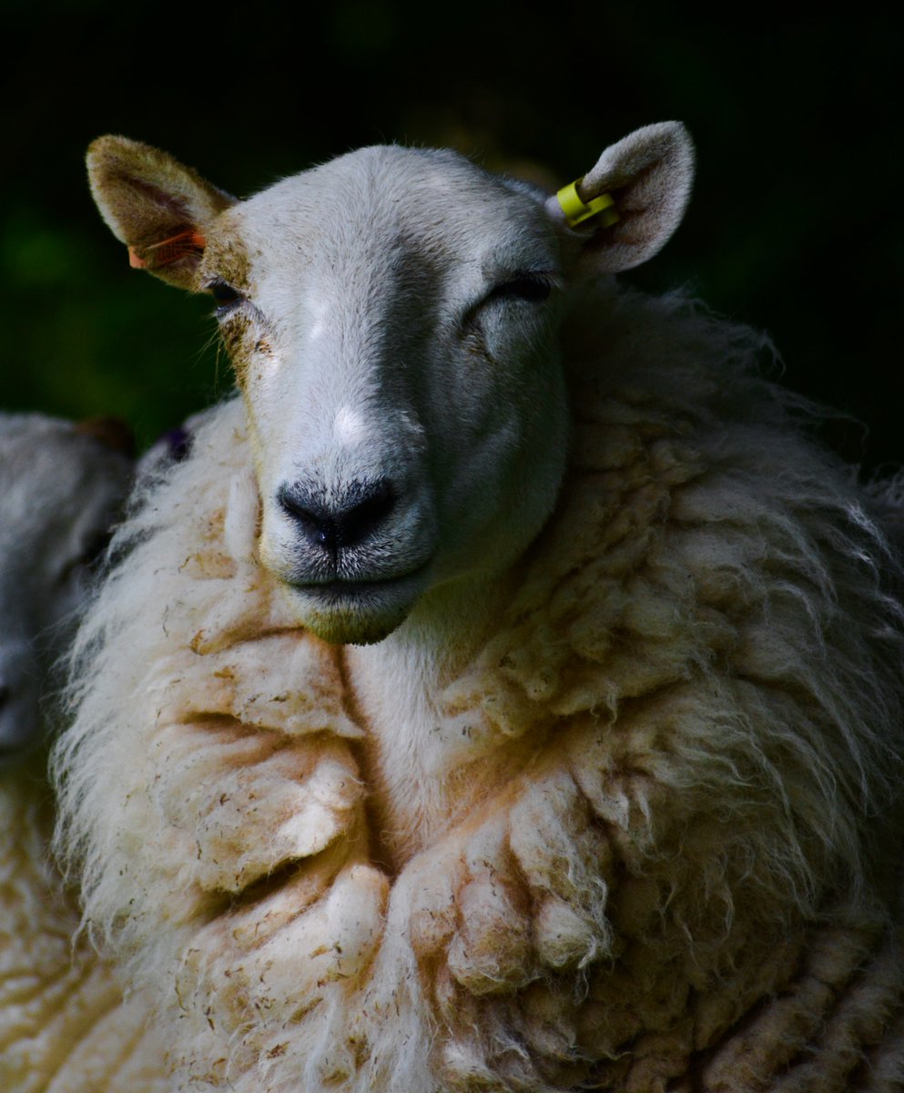 sleepy sheeple