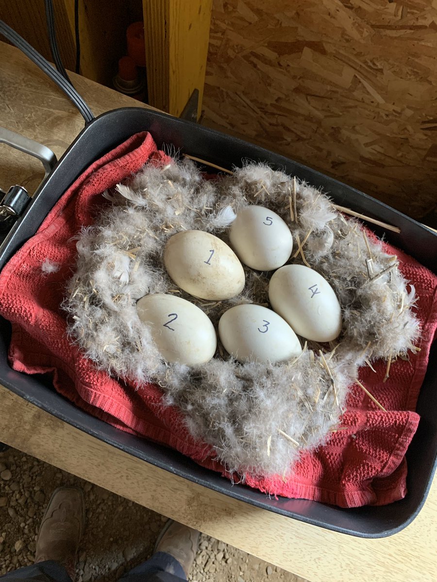 This is what the coverage map looks like when I come across a goose nest while running the rollers, and since my makeshift incubator is already at capacity. <a href="/austinjack22/">Austin Connor</a> has started referring to me as “Mother Goose”