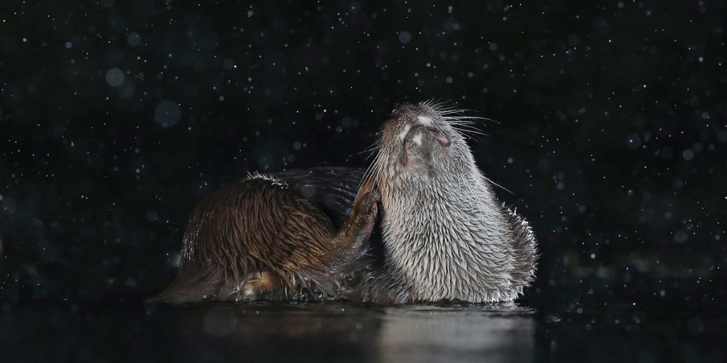Mammal_Society's tweet photo. Can you believe it's #midweekmammal time already? This week is one of our Highly Commended #mpoy2020 entries: Otter Scratching photographed by Mary Wilde #otters
@WildOtterTrust @Otter_Project @IOSF @WWTconservation @DefraWater @WWTworldwide https://t.co/1QsEKTRzz5