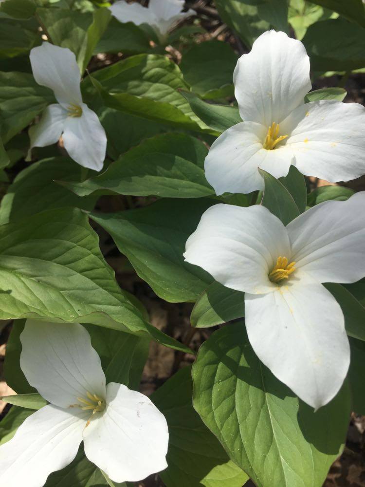 PointPeleeNP's tweet photo. The Trillium is a prime example of why #takeonlypictures is so important! It can take up to seven years for a Trillium plant to build up enough energy to flower! #DYK that Trillium seeds are spread by ants through a process called Myrmecochory? #stayhome #BackyardXplorers https://t.co/ZJvpAS7Rme