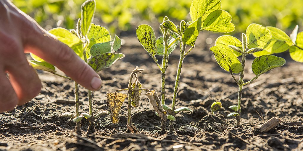 Soil Science Society of America (@sssa_soils) on Twitter photo What’s the optimal #soybean seeding rate? 🌱 #Research provides the most complete answer to date: agronomy.org/news/science-n…
📸: Corteva Agriscience #Plant2020 #AgNews
.<a href="/CortevaUS/">Corteva U.S.</a> .<a href="/badgerbean/">Shawn Conley</a> .<a href="/Agronomy_Adam/">Adam Gaspar</a> .<a href="/AgronomyJournal/">Agronomy Journal</a> What’s the optimal #soybean seeding rate? 🌱 #Research provides the most complete answer to date: agronomy.org/news/science-n…
📸: Corteva Agriscience #Plant2020 #AgNews
.<a href="/CortevaUS/">Corteva U.S.</a> .<a href="/badgerbean/">Shawn Conley</a> .<a href="/Agronomy_Adam/">Adam Gaspar</a> .<a href="/AgronomyJournal/">Agronomy Journal</a>