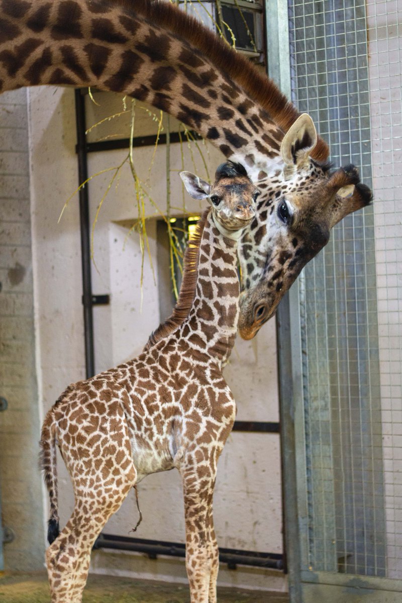 TheTorontoZoo's tweet photo. It's a girl 🦒 🍼  #BabyLongLegs https://t.co/P3CkMWuIcg