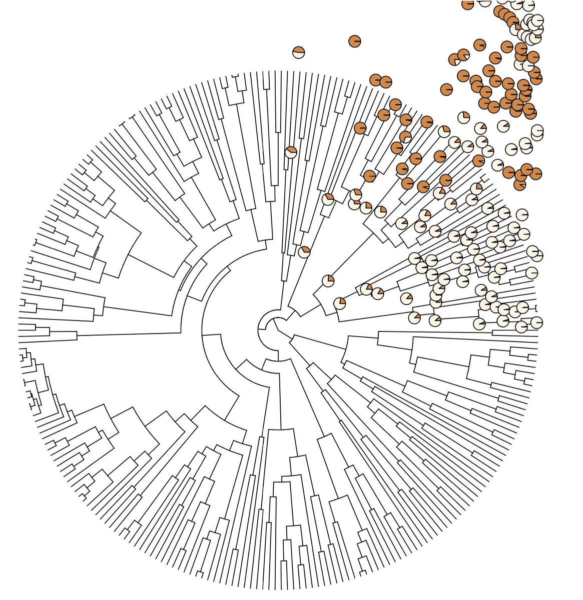 Hey, it looks like when you blow on a dandelion! 

But that's not what it's supposed to look like... 
#accidentalaRt #phylogenetics