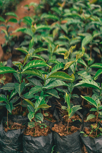 samdotai's tweet image. Sometimes, things look grim. That's why we are so excited to announce that we are partnering with onetreeplanted.org. With every new, paying SAM customer, a tree will be planted where most needed. We can feel good about that. #Sustainability #ClimateSolutions #socialimpact