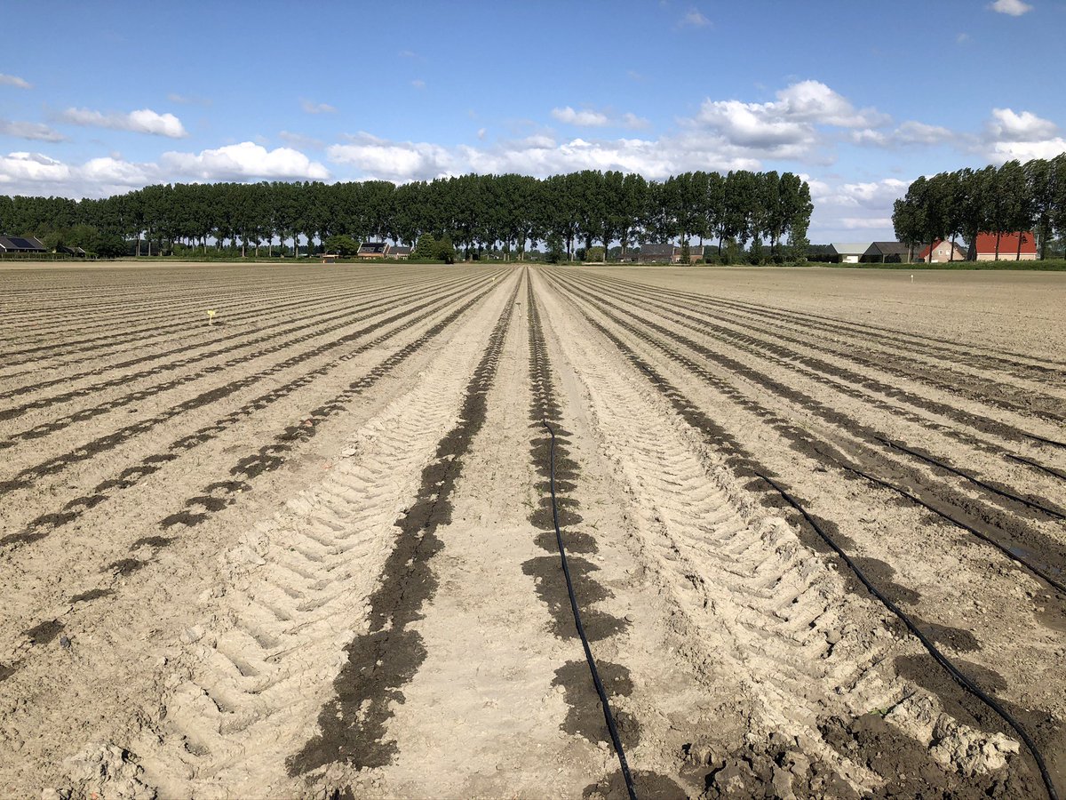 OnionToday's tweet photo. Geen last van de wind met drip irrigatie in zaaiuien. Vandaag hebben we weer een nieuw project gestart in Heinkenszand. Voor het eerst nu vanuit een diepdrain # dripirrigatie #uien #monie https://t.co/UP8eQJ93qS