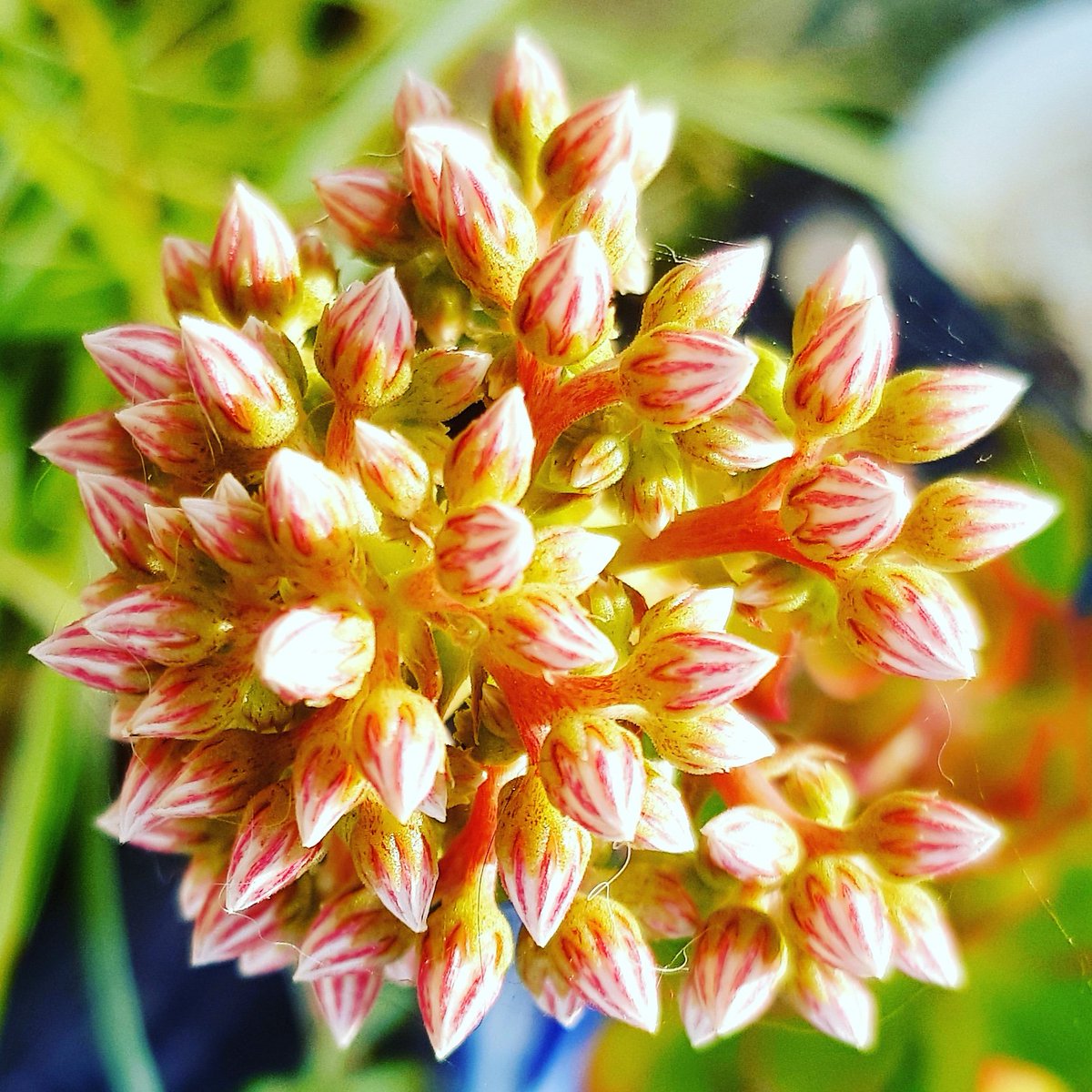 michel_j_m's tweet photo. Coronaverode-20
#verode #aeonium #plantas #kleinia #jardin #garden #plants #macaronesia #belleza #miel #honey #grancanariamegusta #canaryislands https://t.co/oT8AzvPpDU