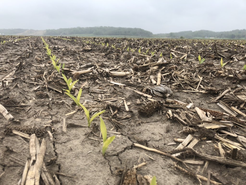 kILtedbreeder's tweet photo. The circle of life...2020 corn, 2019 corn, and remnants of 2018 and earlier corn. #ContinuousCorn
Not quite #MorrowPlots yet, but probably second longest I’ve seen! https://t.co/kdi5EEdm1z