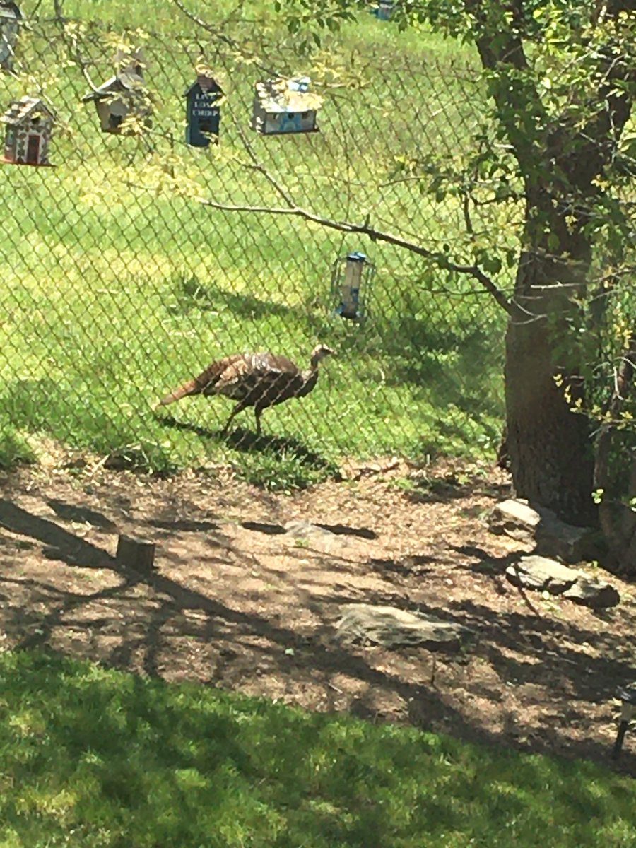 ShanudgeB's tweet photo. My backyard. Right now. This is a new one for us. #wildturkey #scaredmetodeath #ishelost https://t.co/lXbZi3eYtw