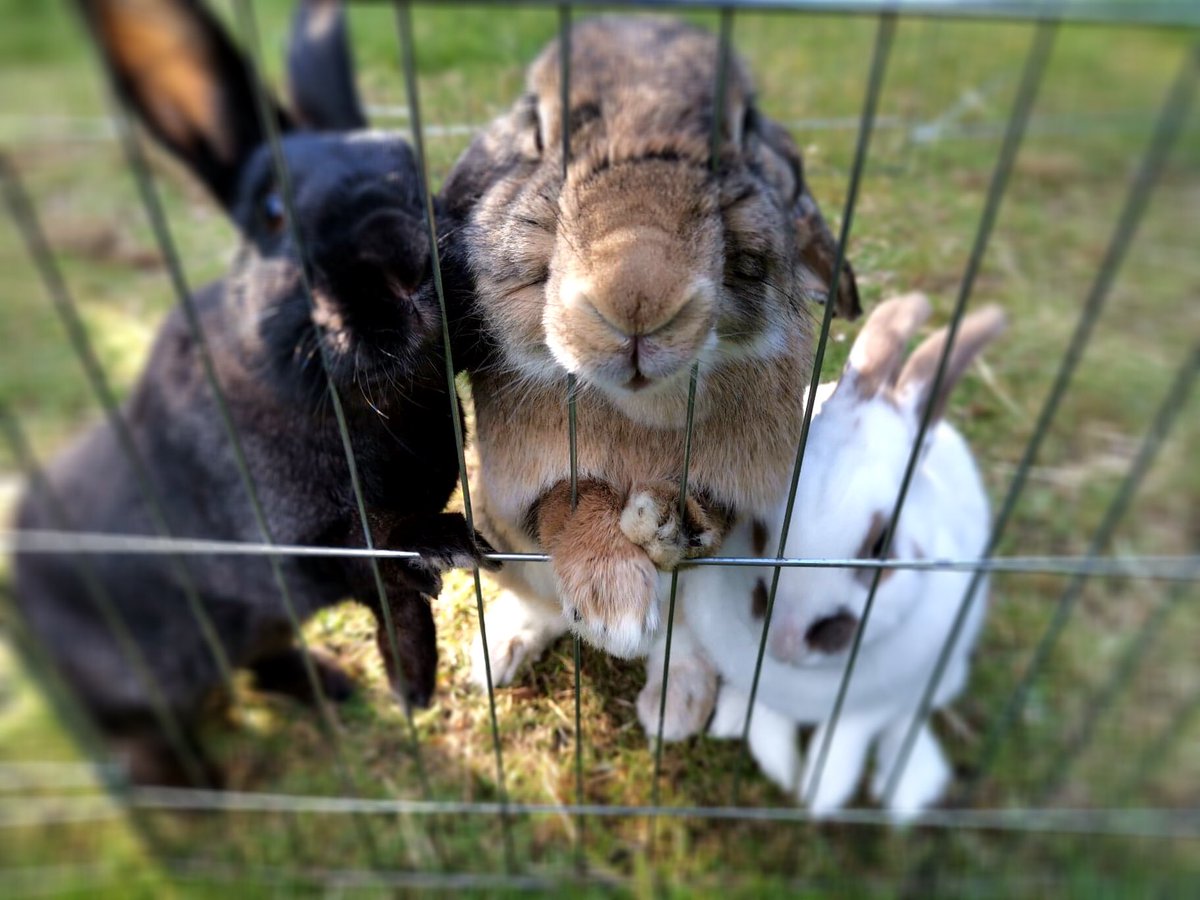 Managed to get a bit of time with the bunnies this evening with <a href="/Stewstorr/">Stewart S 💙</a> #grubbers 
#rescuerabbits 🐰🐰🐰🐰🐰🐰 #bigbetty #bella #bert