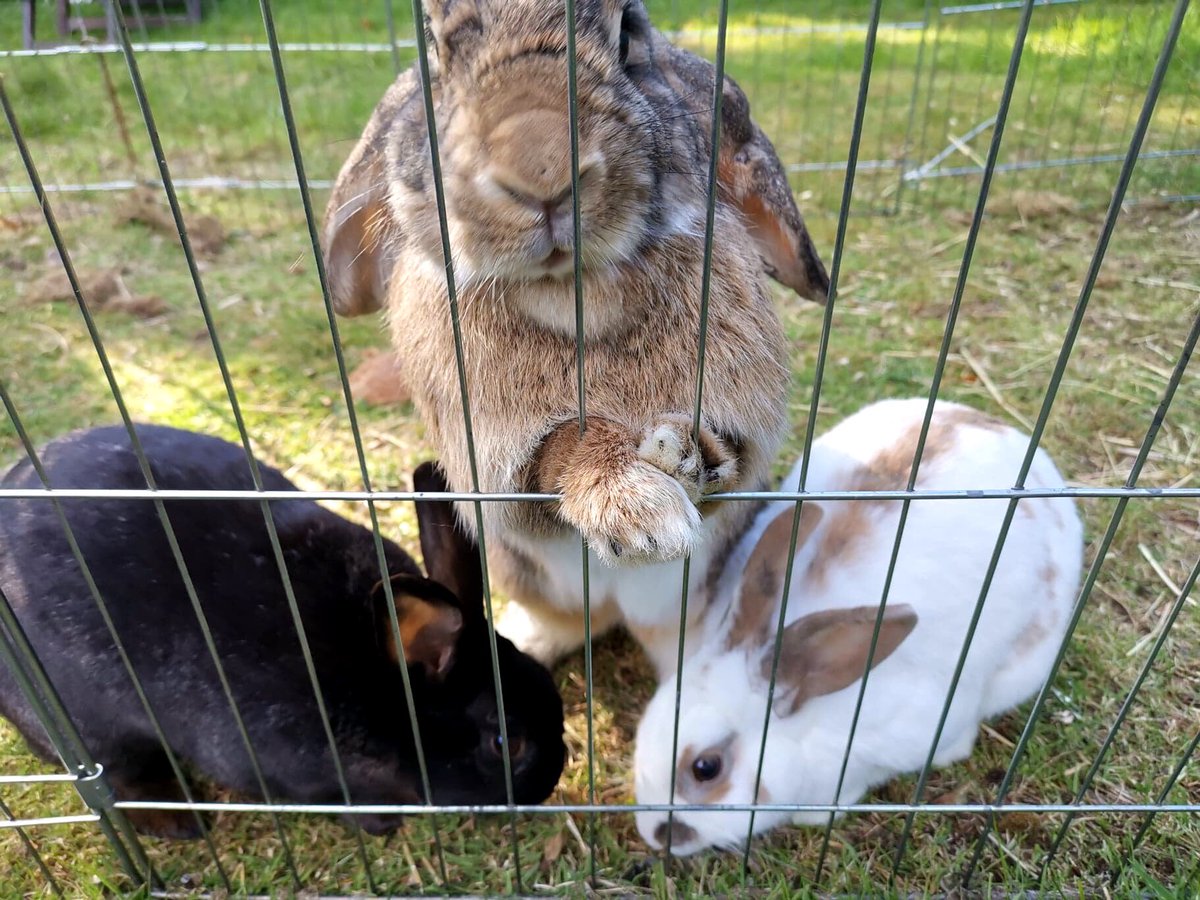 helenajbee's tweet photo. Managed to get a bit of time with the bunnies this evening with @Stewstorr #grubbers 
#rescuerabbits 🐰🐰🐰🐰🐰🐰 #bigbetty #bella #bert https://t.co/UgXolDZXka