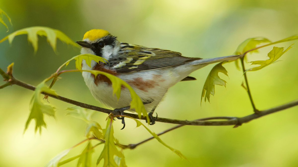 Best chance for #ChestnutsidedWarbler at aThe Pool NW shore