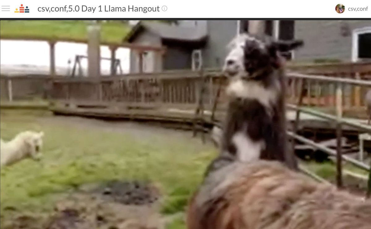 lilscientista's tweet image. Comma llama has arrived! #csvconf #commallama