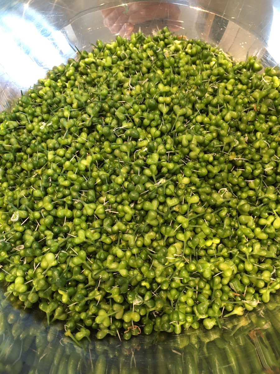 Fat Olives tweet media