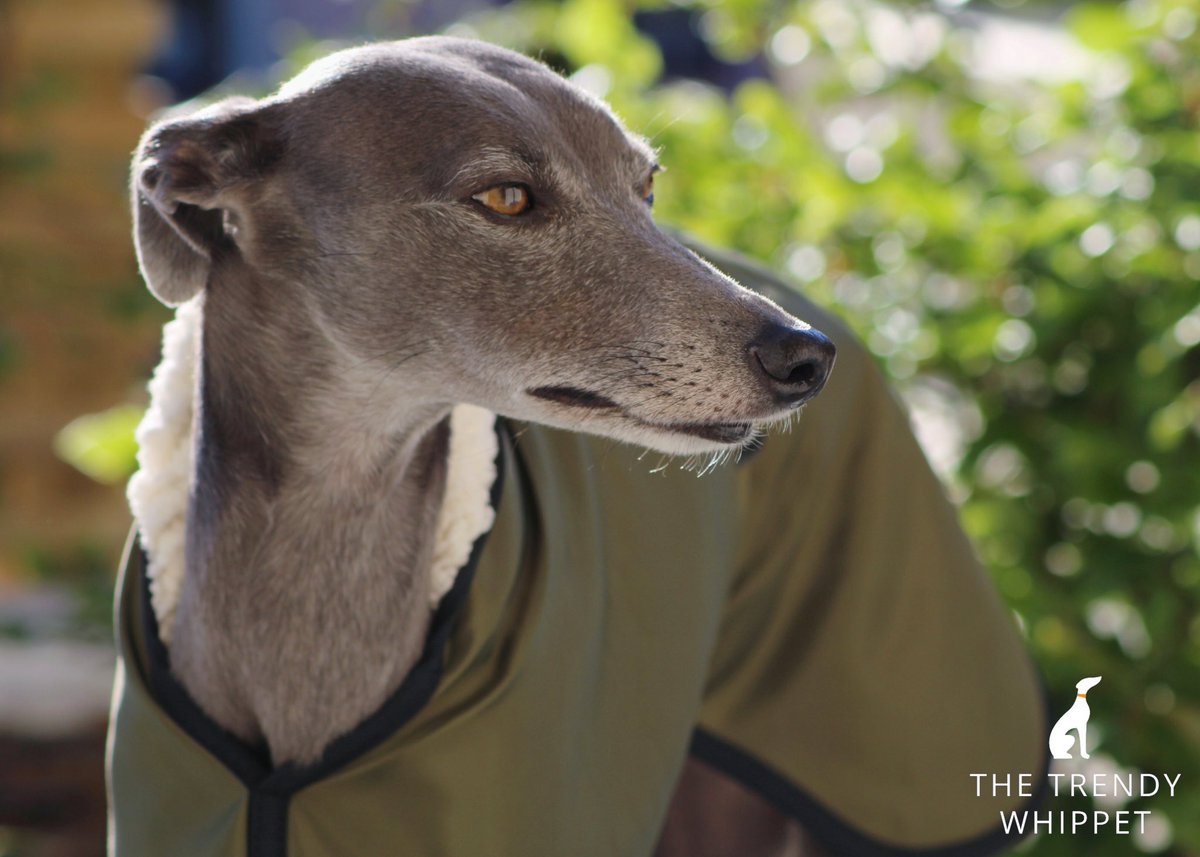When the early morning sun shows all your grey whiskers on your chin 😭😍

Our Olive Green Waterproof Coat is now available in Medium and Large!

Link below -
thetrendywhippet.co.uk/product/olive-…

<a href="/TrendyWhippet/">The Trendy Whippet</a> #whippet #greyhound #lurcher #italiangreyhound