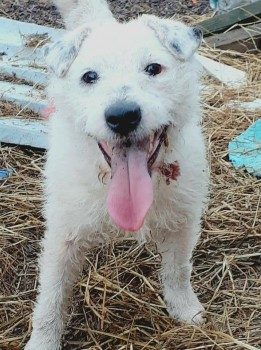 millypod1's tweet photo. GOBBY IS HOME. THANKS FOR RT's 🙂🐕🐾 

#Lost White/ Black Patches Terrier Cross Male 
Fisheries area #LowerInce #Ince #Wigan #WN3 https://t.co/MwpcyGbUyd https://t.co/IVVkgbUIMR