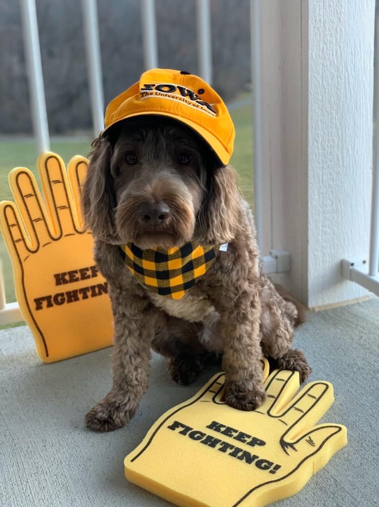 uiowa's tweet photo. Here are some Hawkeye pups in your feed to help you de-stress during finals week. 🐶 https://t.co/geLvxZkesG