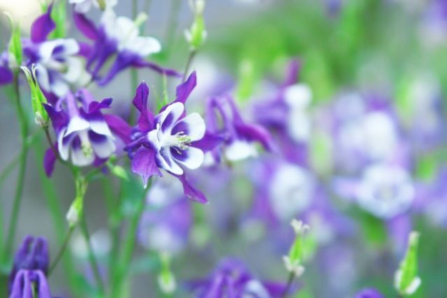 アルビオン Albion 公式 おはようございます 今日の誕生花は 紫のオダマキ 花言葉は 勝利への決意 です ヒョロリと伸びた茎の先に大きな花をたくさん咲かせ 寒さに強く日陰でもよく育つので ガーデニング初心者の方でも育てやすいそうです