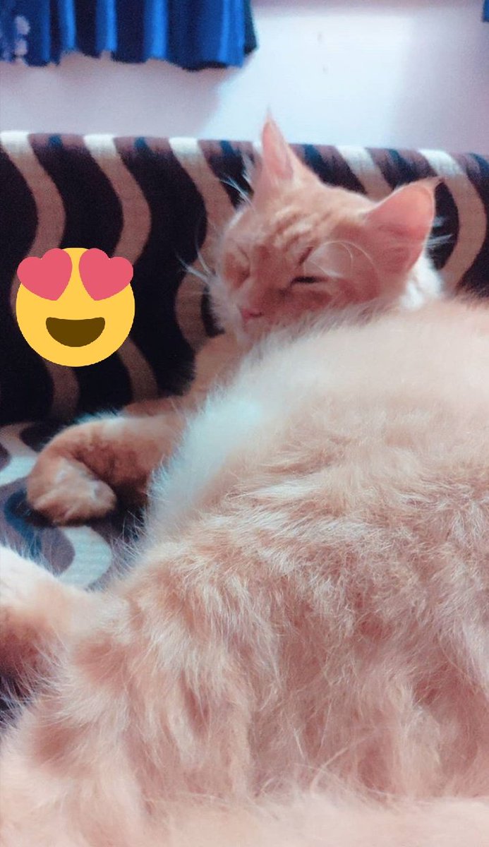 Vicky13697813's tweet photo. My boy simba  @PetaIndia @AnimalsInnocent @amtmindia https://t.co/4YHBjD3WjZ