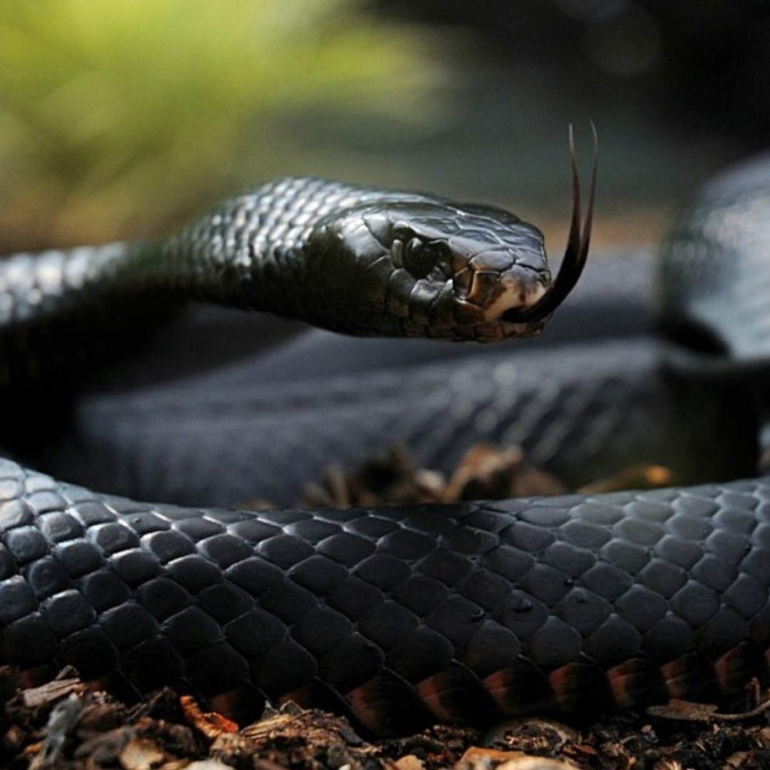 TRC Cars “Black Mamba” #twingoridersclub #trc #twingo #renaulttwingo