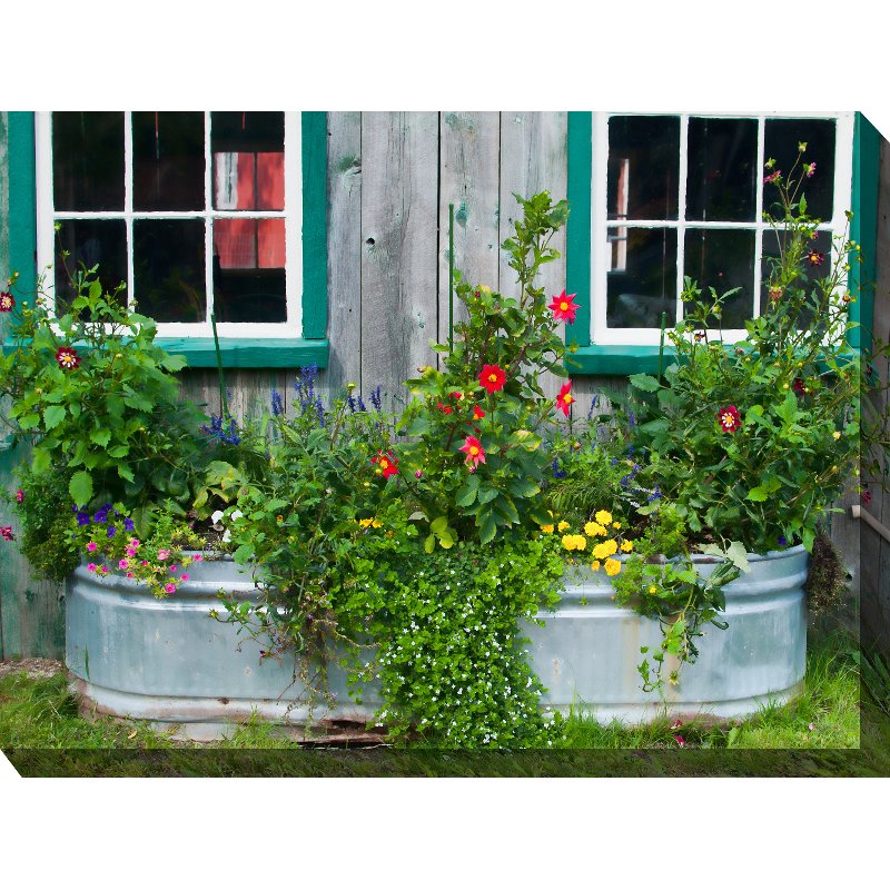 teamhaig's tweet photo. Additional Patio Flowers https://t.co/CKZV3VVZxa