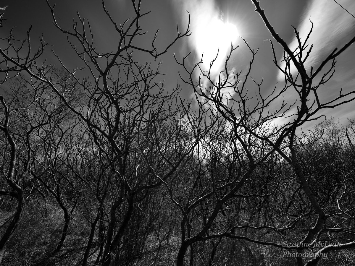 Stags.

#trees #noleaves #horns #originalphotography #nature #NaturePhotography #landscape #landscapephotography #blackandwhite #pickering #ontario #getolympus #omdem1mark11