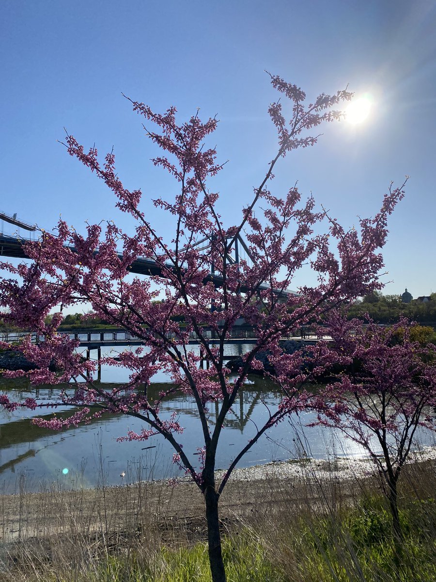 DowntownToledo's tweet photo. It was a 💯 kind of day. Did you get your steps in?
#middlegrounds @MyMetroparks https://t.co/4lmTGiBD5N