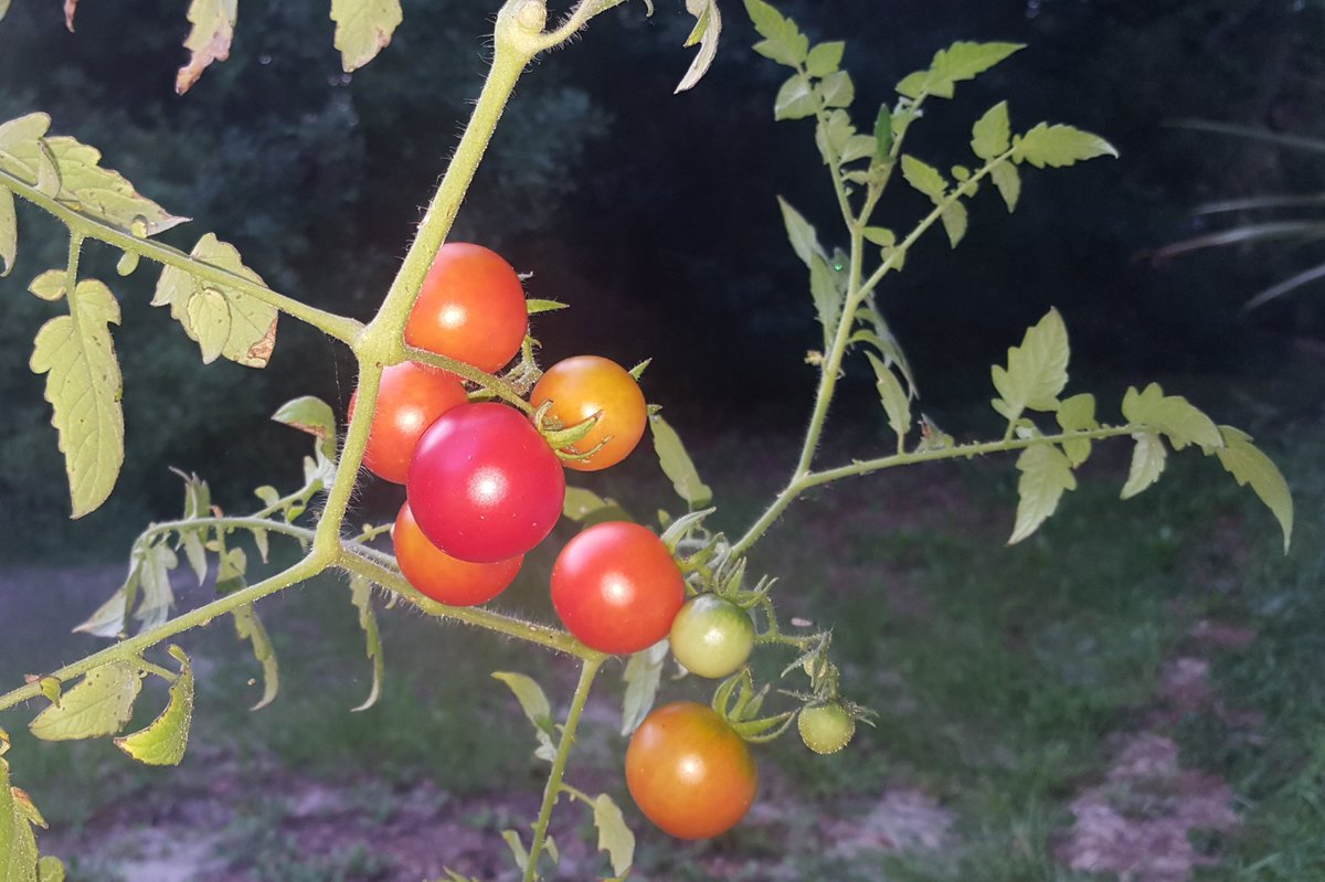 Donna McAdams tweet media