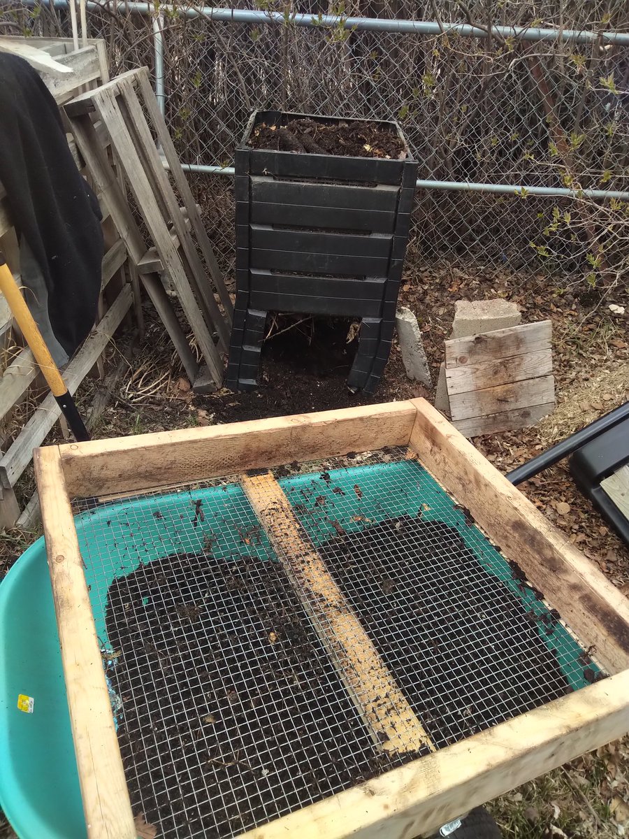 TempleGrower's tweet photo. Spent the afternoon in the backyard with some friendly #microbes today.. Sifted 6 cubic feet of extremely #local #organic Gardner's Gold. Can't wait to make some ACT with this. Local microbes are the best microbes. And zero kitchen/pruning waste! ♻️🌱

#CompostYourOwn #Compost https://t.co/jU0MYdxLAo