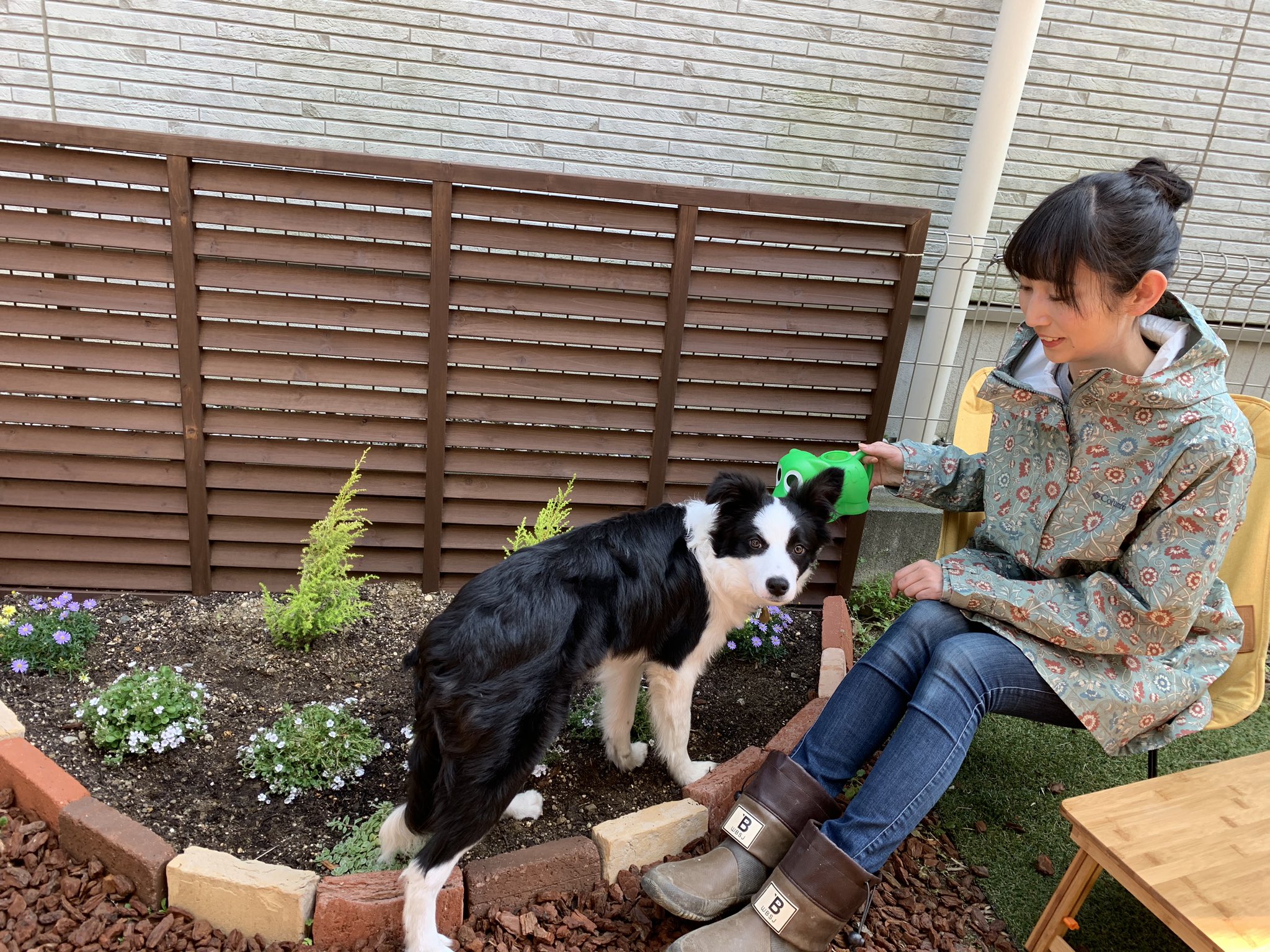 森風美 もりふうみ ぷちキャンプ本10月出版 Hobojun Sokkusokkusokku すごい量ですね うちの ボーダーコリーもサマーカットしようか悩んでます T Co Yxhkxpij0a Twitter