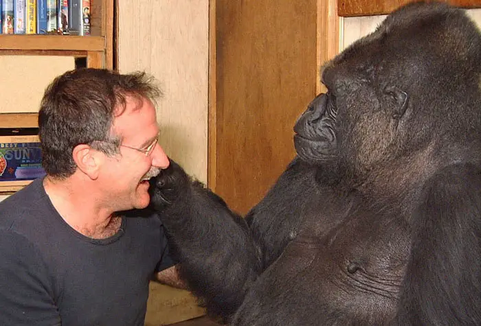 HHMU_Banksia's tweet photo. #Harambe & #Hannabiko ''Koko''
#TwinFlames
#AnimalMagic
#NotAllAngelsHaveWings
#GorillasIntheMidst
#Harambe would NEVER have hurt that #LittleBoy
https://t.co/YmGDVVrKY0
https://t.co/xDBCrjoCXU
*17yrOldSilverback*
@lynnpotter11 @Shaunstorey6 @redfeatherheat1 @mikecoulson48 https://t.co/8gVqtPSxC4
