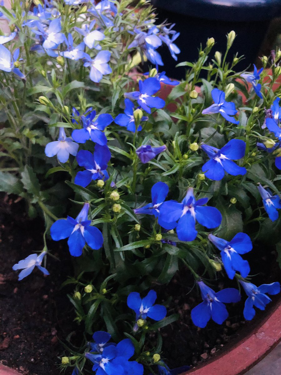 #TLを花で一杯にしよう

おっかぐ