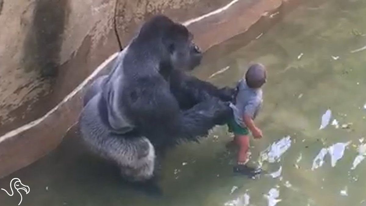 HHMU_Banksia's tweet photo. #Harambe & #Hannabiko ''Koko''
#TwinFlames
#AnimalMagic
#NotAllAngelsHaveWings
#GorillasIntheMidst
#Harambe would NEVER have hurt that #LittleBoy
https://t.co/YmGDVVrKY0
https://t.co/xDBCrjoCXU
*17yrOldSilverback*
@lynnpotter11 @Shaunstorey6 @redfeatherheat1 @mikecoulson48 https://t.co/8gVqtPSxC4