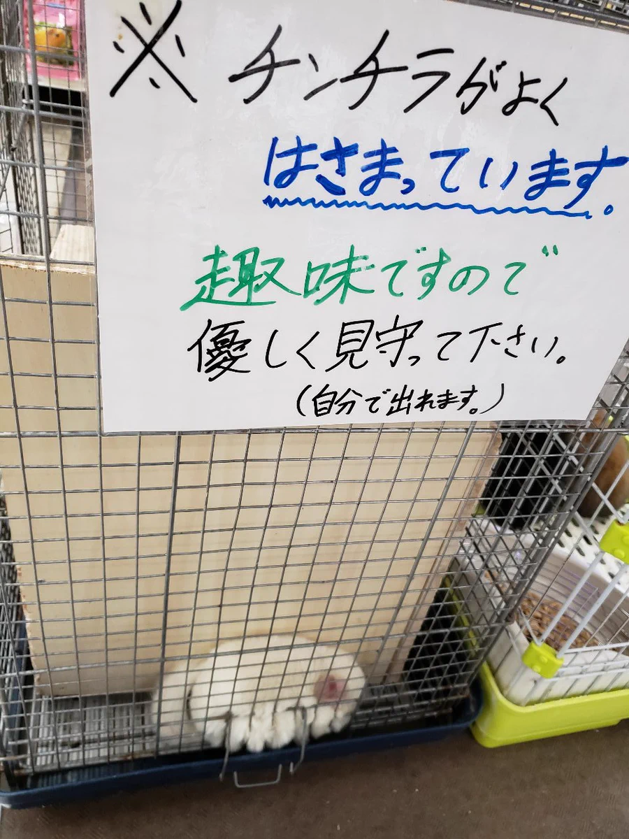 出先でチンチラがはさまっていた！？しかし、趣味のようですｗｗ飼い主さんの注意書きが可愛いｗｗ