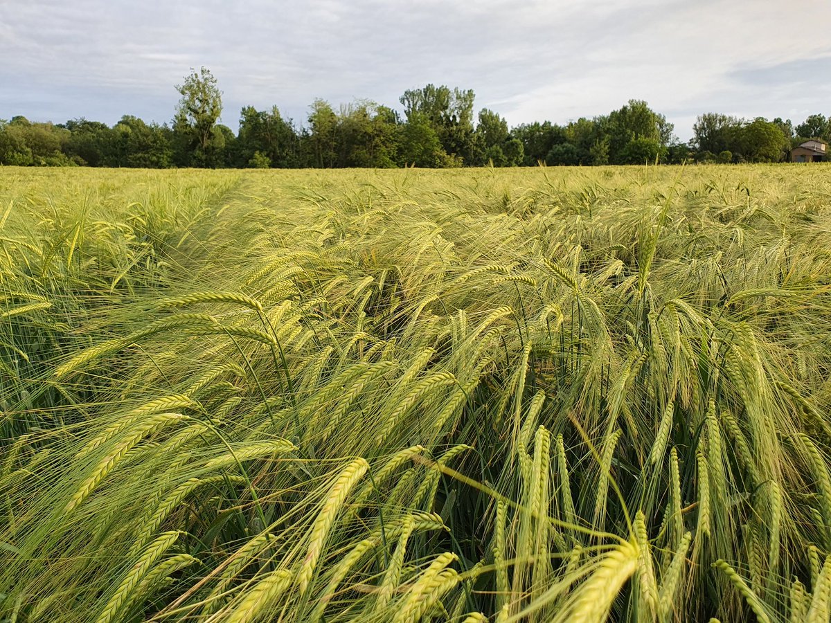 PierreA_Marre's tweet photo. Suite aux gros cumuls de pluie de ce wk dans le Tarn , les cereales ont commencé à céder .. Il faut dire que le coup de vent d'ouest n'a fait qu'empirer la situation! Ça s'annonce prometeur tout de même pour cet OH 2R #LGCASTING
@LGSeeds https://t.co/nLmJuRyroq