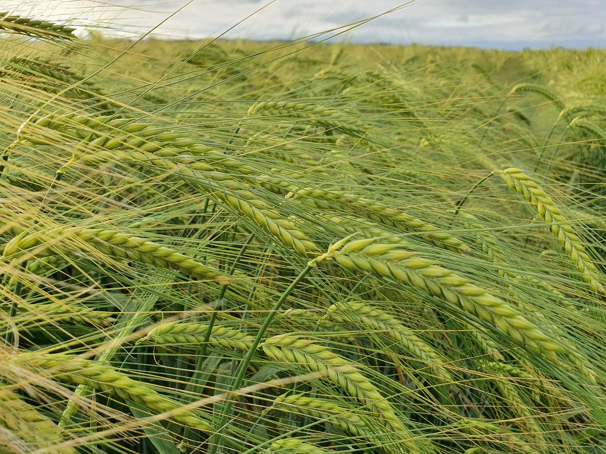 PierreA_Marre's tweet photo. Suite aux gros cumuls de pluie de ce wk dans le Tarn , les cereales ont commencé à céder .. Il faut dire que le coup de vent d'ouest n'a fait qu'empirer la situation! Ça s'annonce prometeur tout de même pour cet OH 2R #LGCASTING
@LGSeeds https://t.co/nLmJuRyroq
