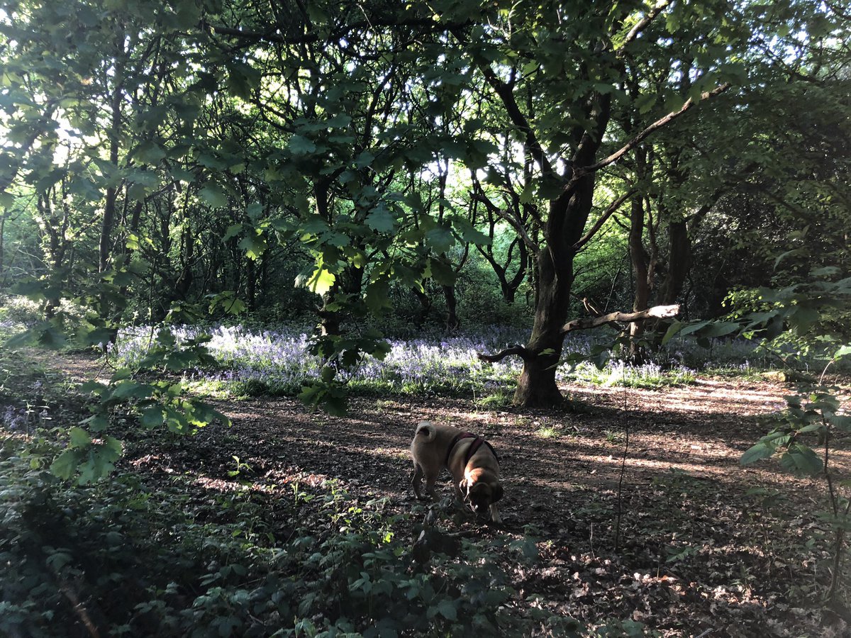 salliedukes78's tweet image. 2 out of 5 possible #osbenchmark this evening &amp;amp; a lovely potter in the woods ☀️