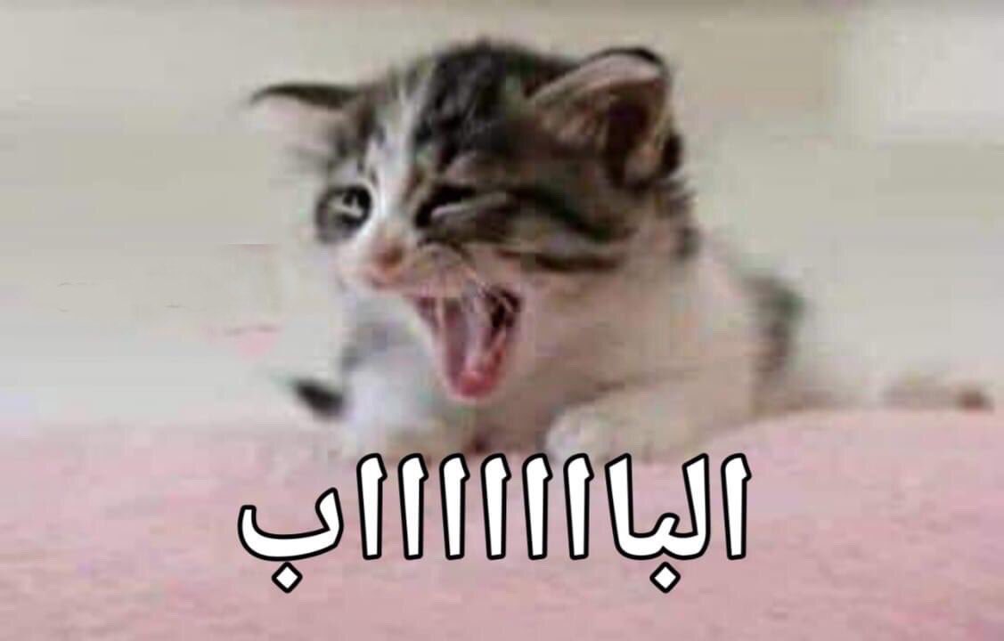 Egyptianmemees's tweet photo. لما حد يدخل عليا الاوضه ويسيب الباب مفتوح: https://t.co/yw3RdamnMI