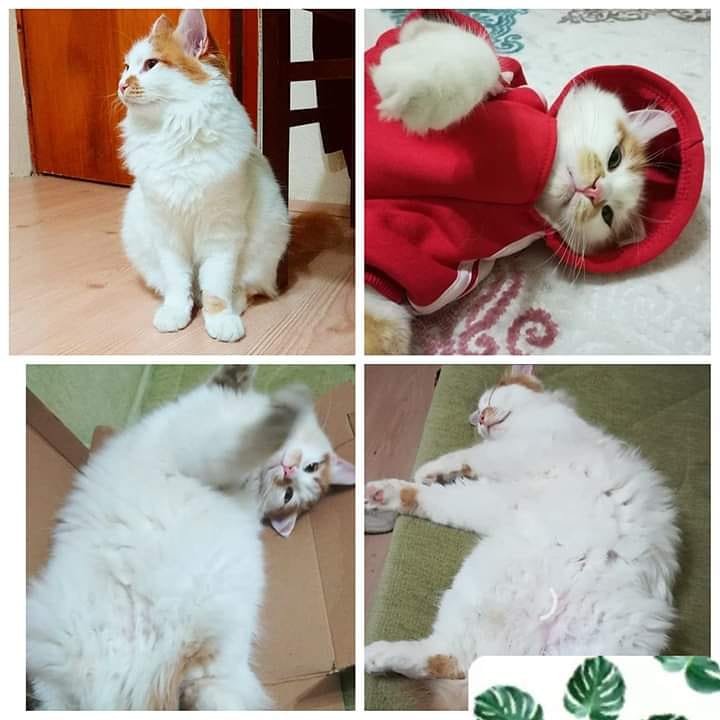 AİLE DAĞILINCA ORTADA KALAN OSMAN OĞLUMUZ HENÜZ İKİ YAŞINDA POFİDİK BİR EVLAT. YAVRUMUZA SAHİP ÇIKIP HİÇ TERKETMEYECEK ÖMÜRLÜK YUVASI ARANIYOR.
İSTANBUL
İLETİŞİM:0543 795 42 39