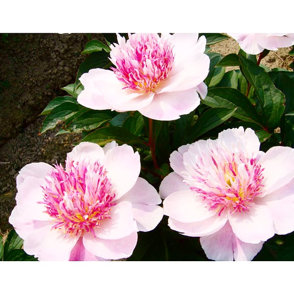 芍薬のtwitterイラスト検索結果 古い順