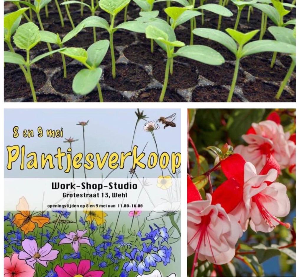 Ook in deze tijd gaan de activiteiten om BIHZ te steunen gewoon door.
De met liefde gekweekte plantjes, werden in Wehl aan de Grotestraat verkocht. Het leverde maar liefst € 450,00 op. 
Theo Belt, Trudy Volman, maar vooral Marietje en Bennie Wenting bedankt voor jullie inzet.