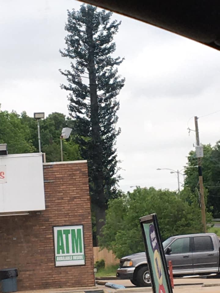 Does anyone have these fake cell tower tree's in your area, yet?
