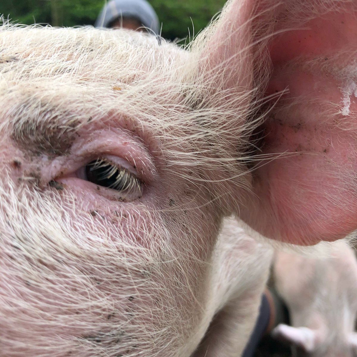 “But I’d just like to get reeeeeeaaaaallllly close to you....” she’s just checking I’m not edible 🤣🤣🐷