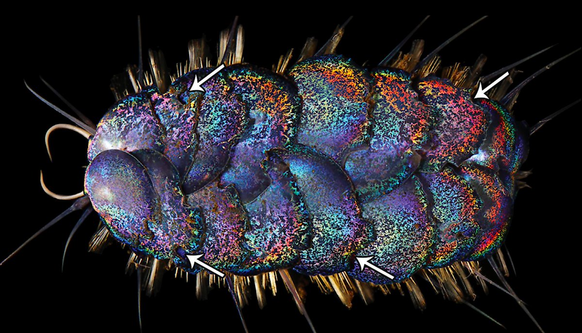 BUTT LIGHT! Some deep-sea fish literally shine light out of their butts. And the glitter on glitter worms may actually deter predators by creating a beautiful butt-light reflection so bright it temporarily blinds them! You can read more about it here:  https://www.insidescience.org/news/new-worm-species-jewel-scales-discovered-deep-ocean-darkness