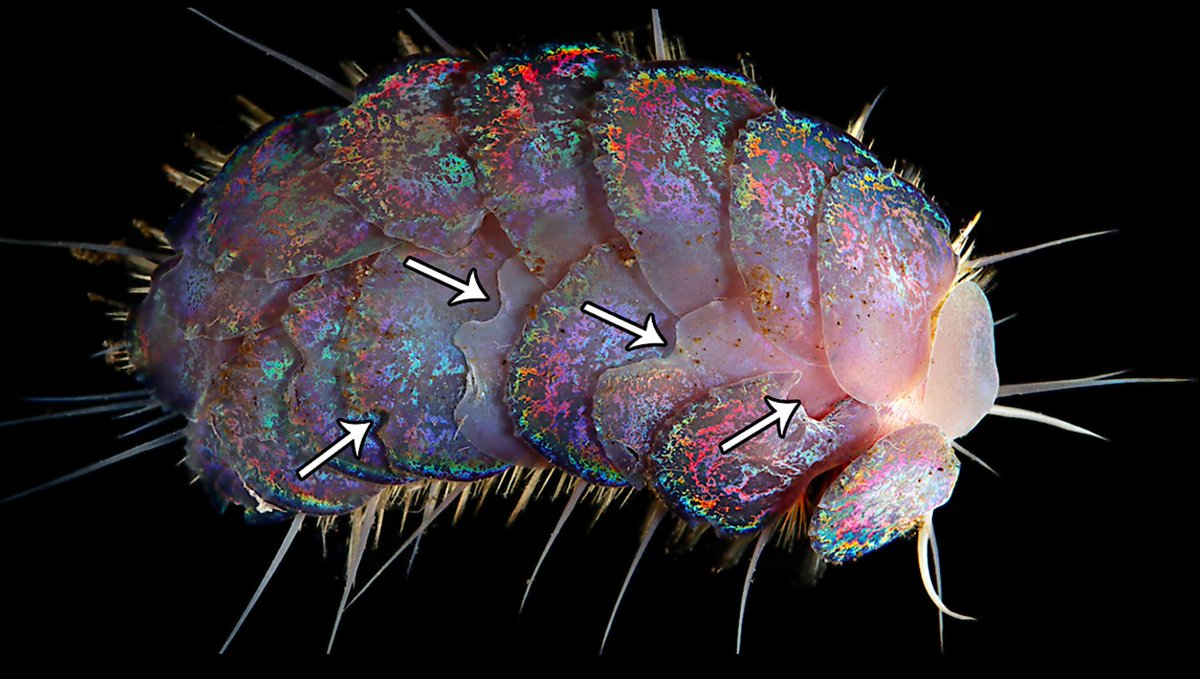 BUTT LIGHT! Some deep-sea fish literally shine light out of their butts. And the glitter on glitter worms may actually deter predators by creating a beautiful butt-light reflection so bright it temporarily blinds them! You can read more about it here:  https://www.insidescience.org/news/new-worm-species-jewel-scales-discovered-deep-ocean-darkness